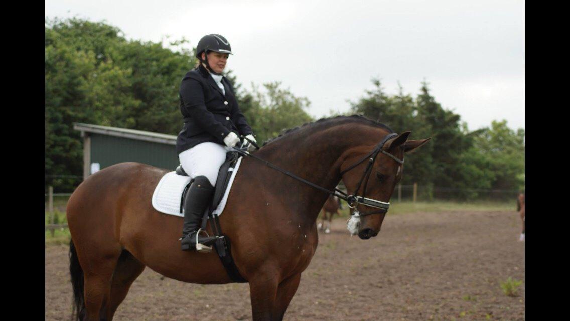 Dansk Varmblod Lousanne billede 10