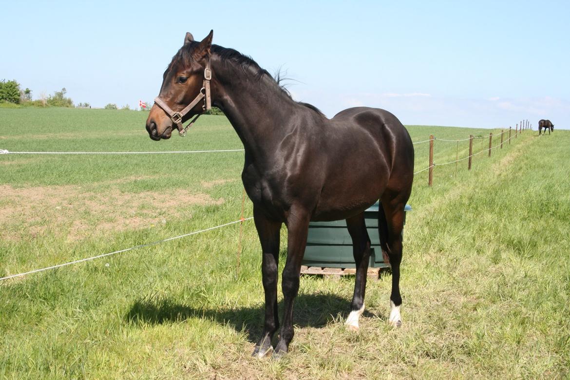 Dansk Varmblod Santiego  billede 5