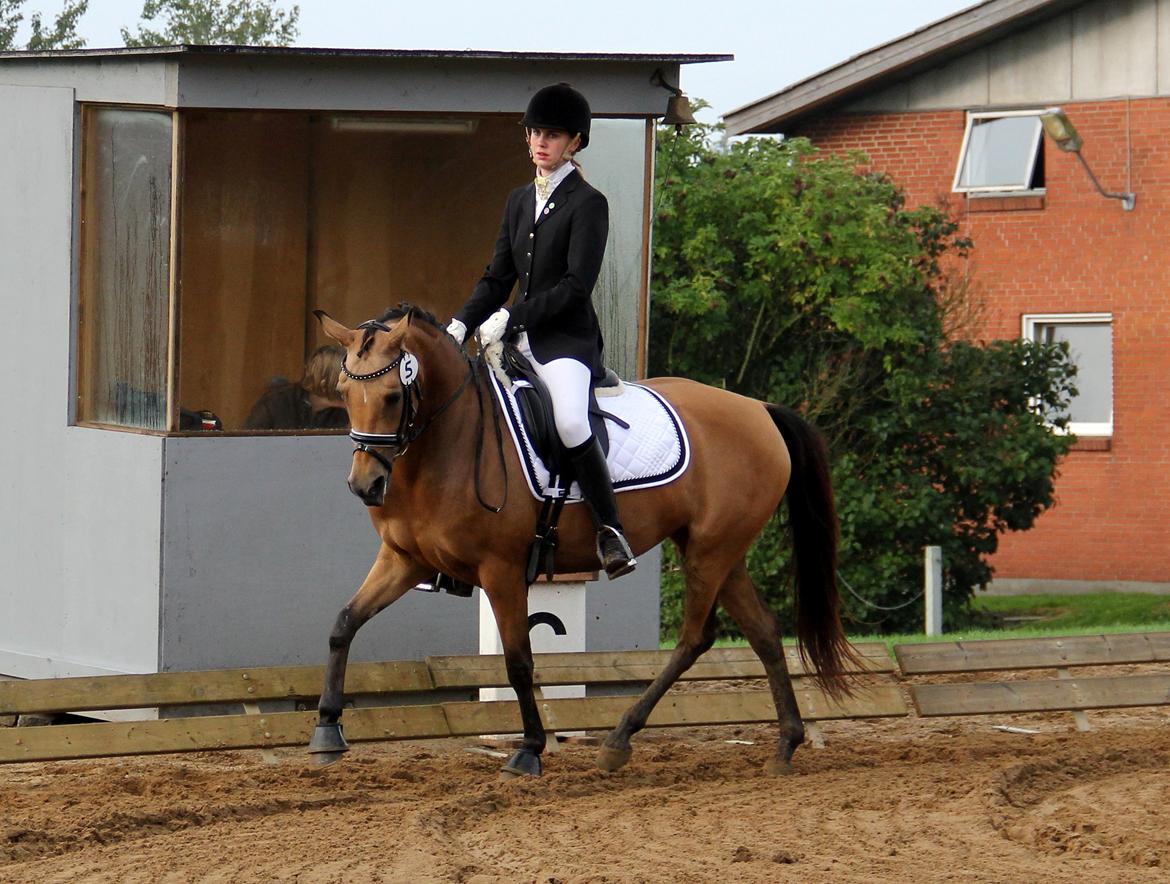 DSP Anemone Wales  - Vinder lige bronzemedaljen uden problemer! billede 3