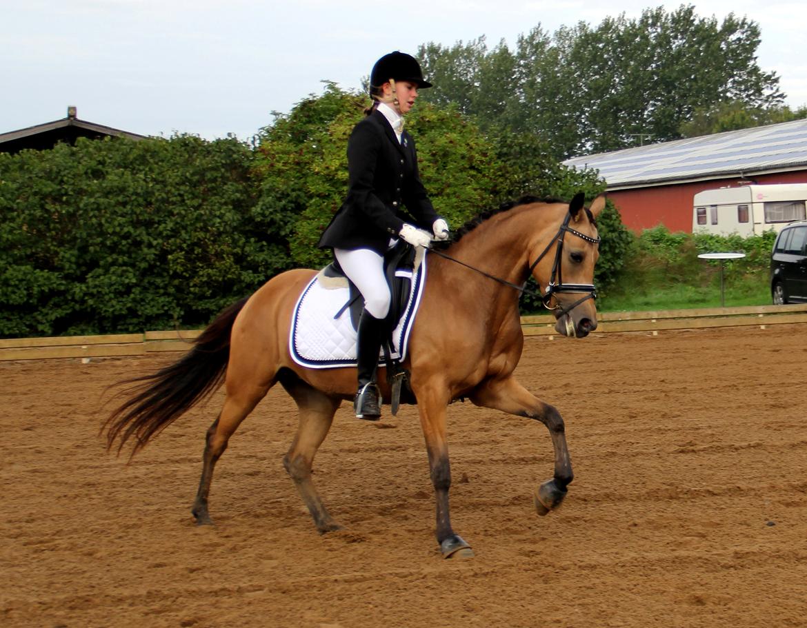 DSP Anemone Wales  - Den pony har den fedeste galop! billede 12
