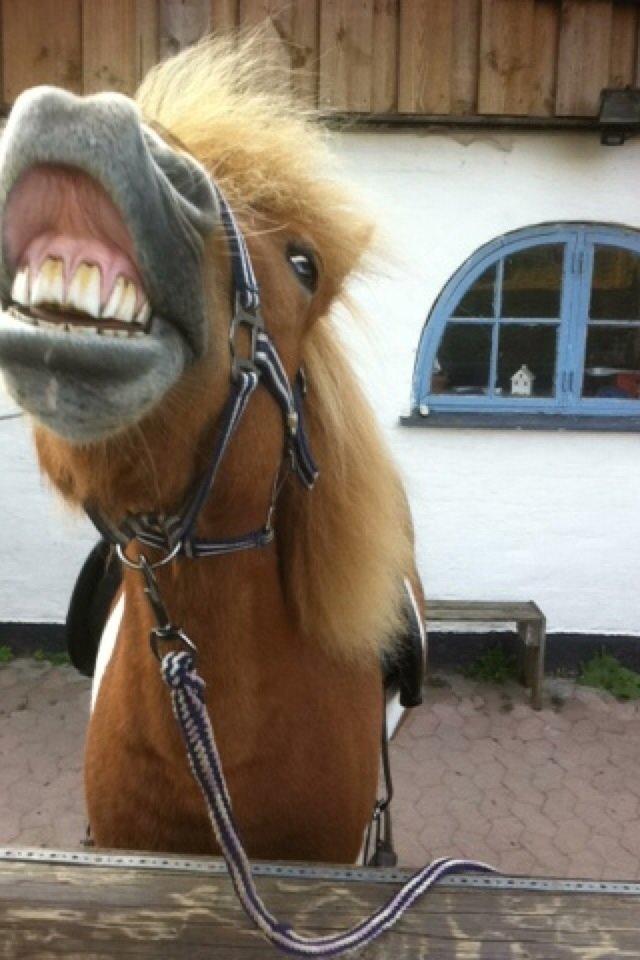 Islænder Drafnar billede 12