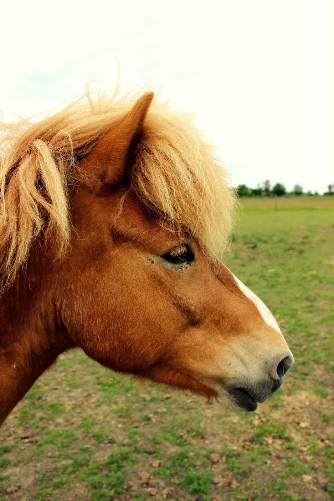 Islænder Drafnar billede 2