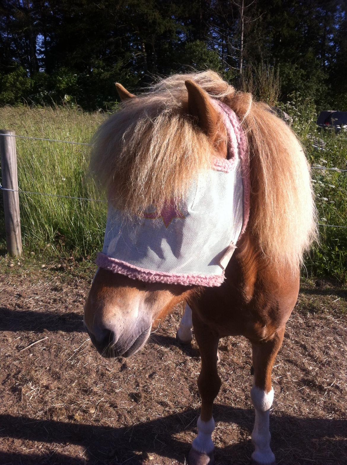 Islænder Drafnar billede 7