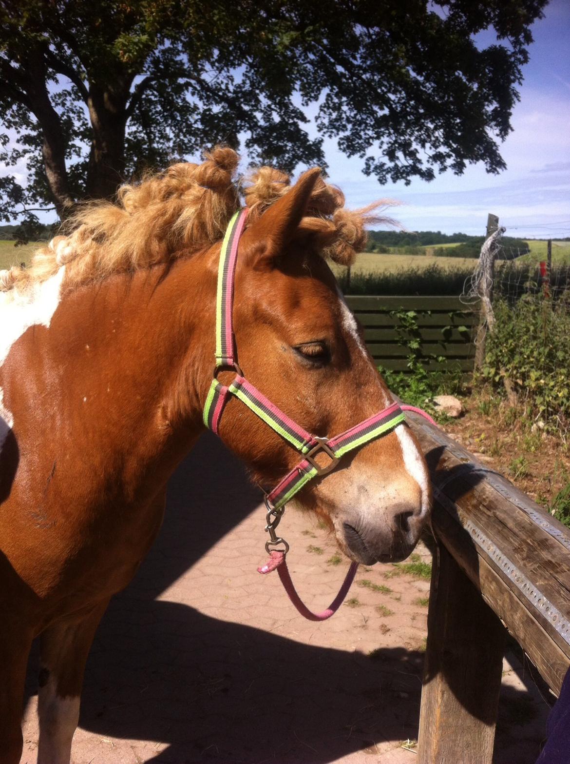 Islænder Drafnar billede 6