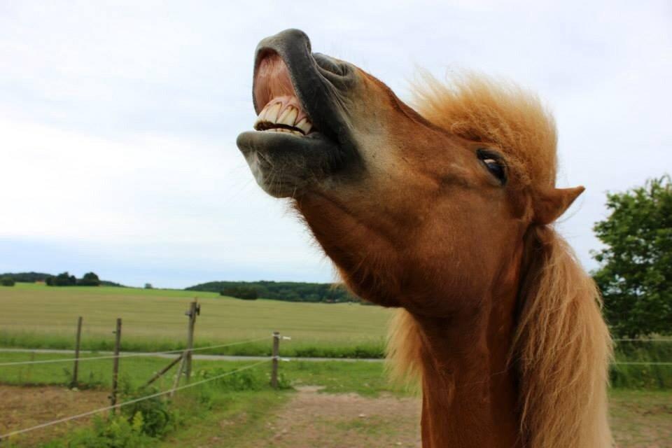 Islænder Drafnar billede 3