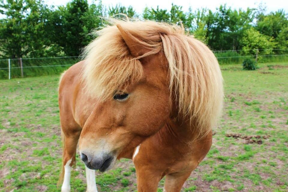 Islænder Drafnar billede 8