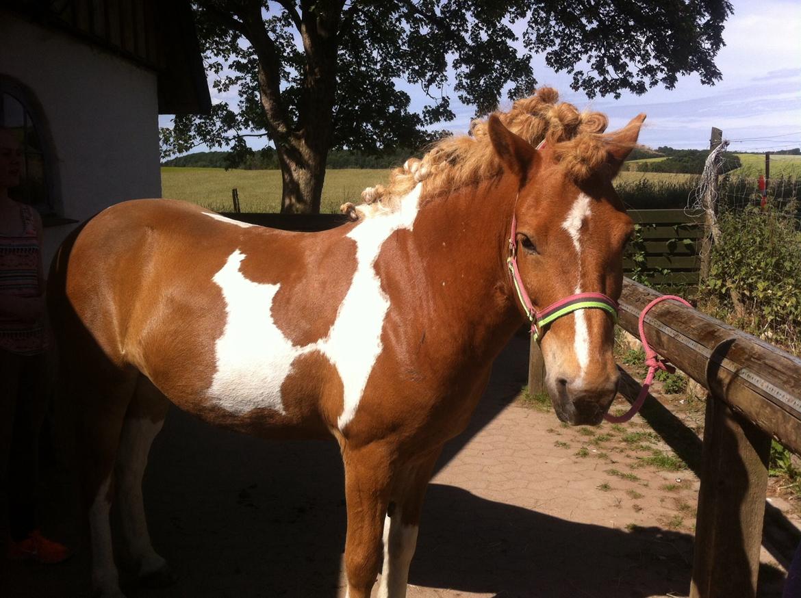 Islænder Drafnar billede 10