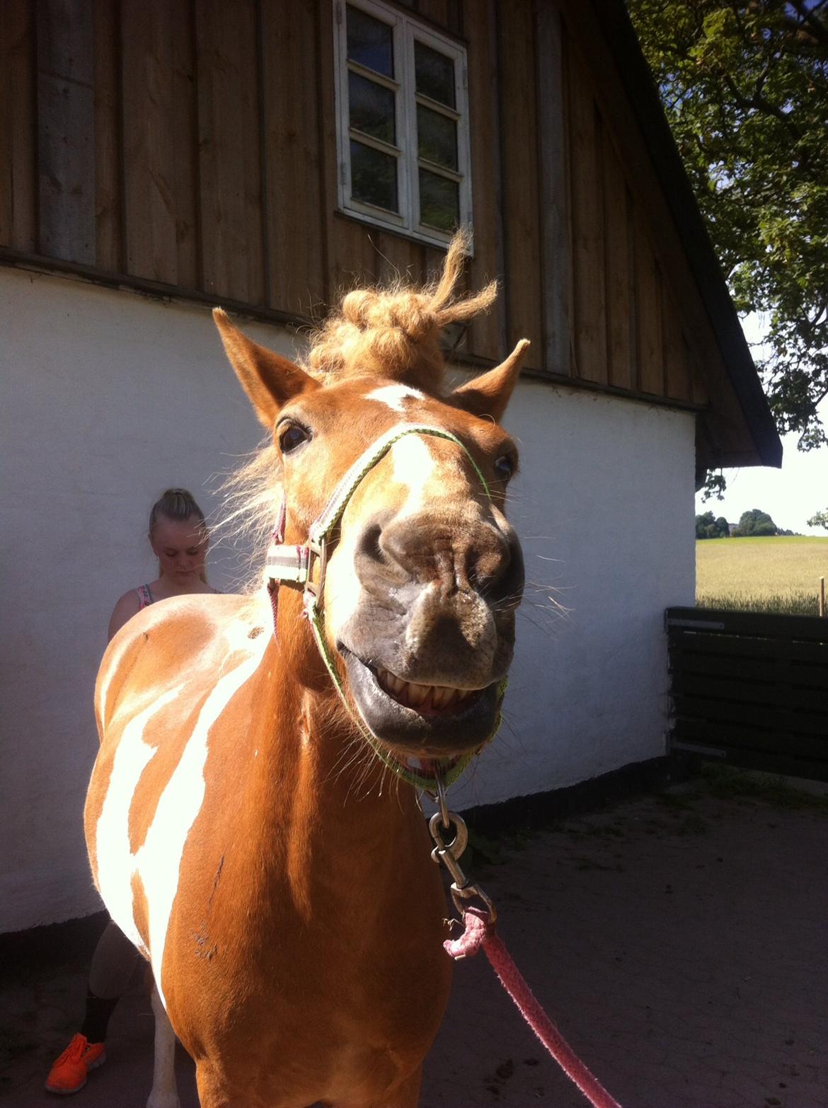 Islænder Drafnar billede 11