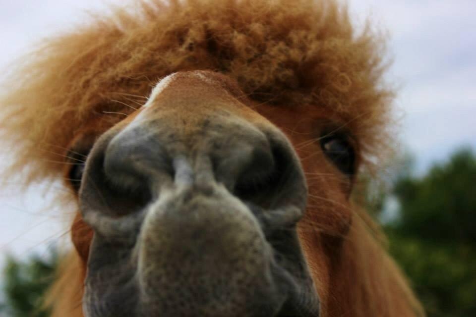 Islænder Drafnar billede 9