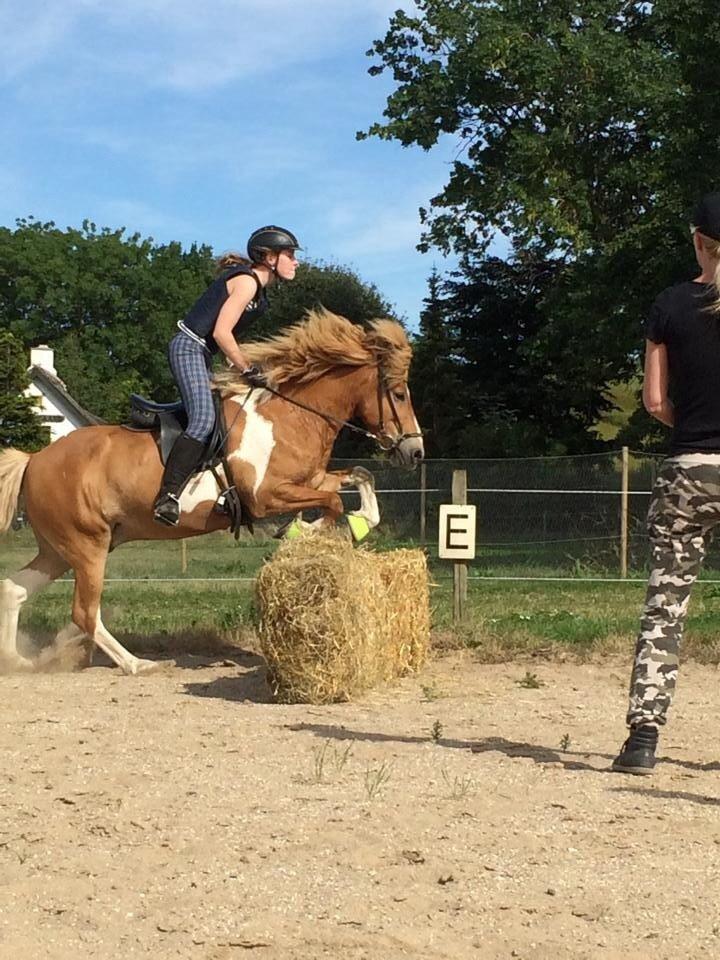 Islænder Drafnar - Første gang vi sprang halmballer sammen <3 Han er bare så dygtig! billede 14