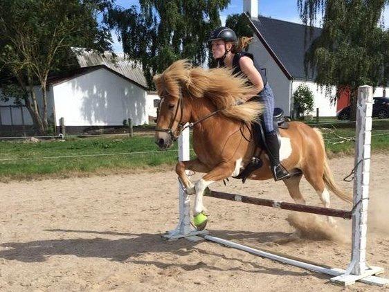 Islænder Drafnar billede 13