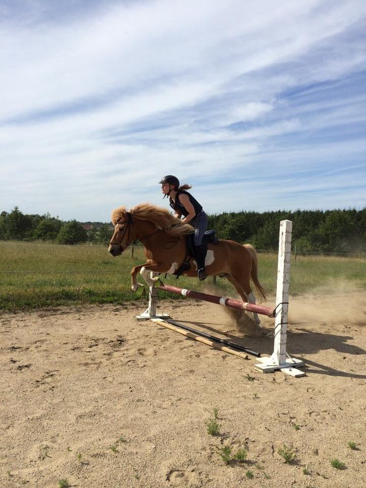 Islænder Drafnar billede 15