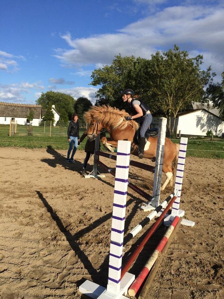 Islænder Drafnar billede 17