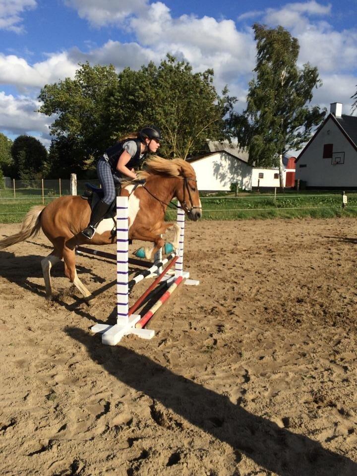 Islænder Drafnar billede 18