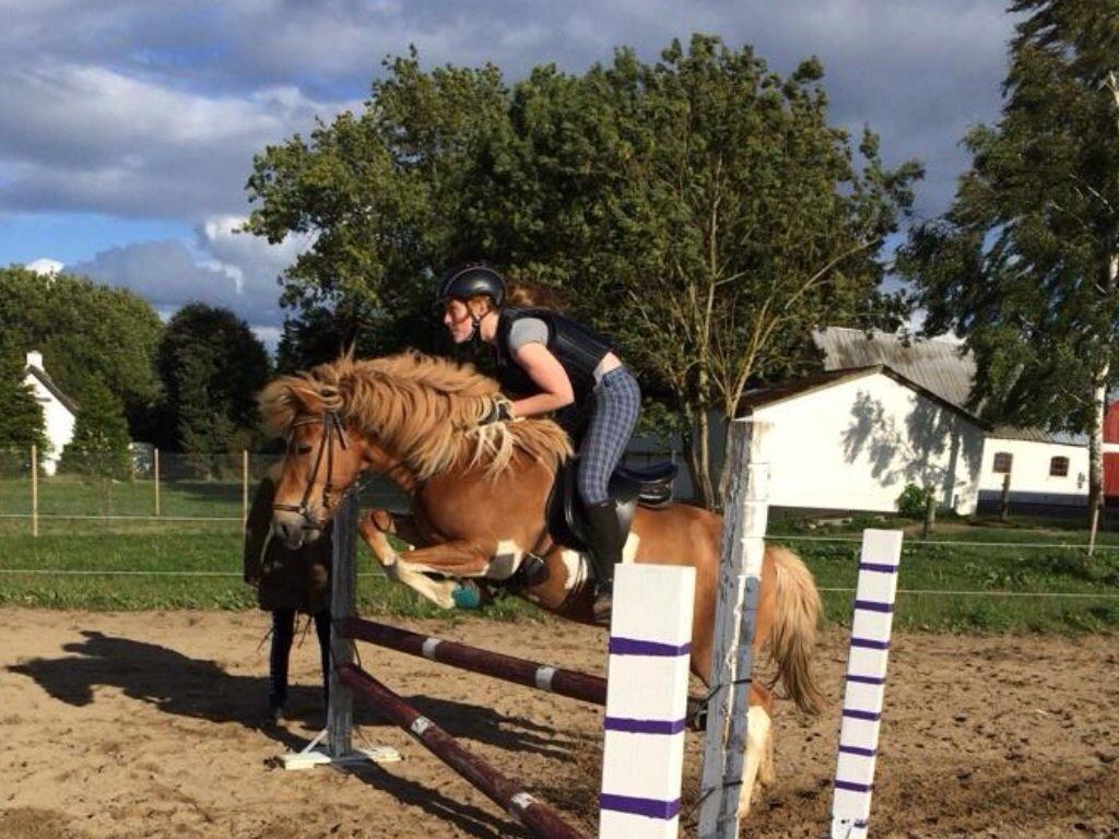 Islænder Drafnar billede 19