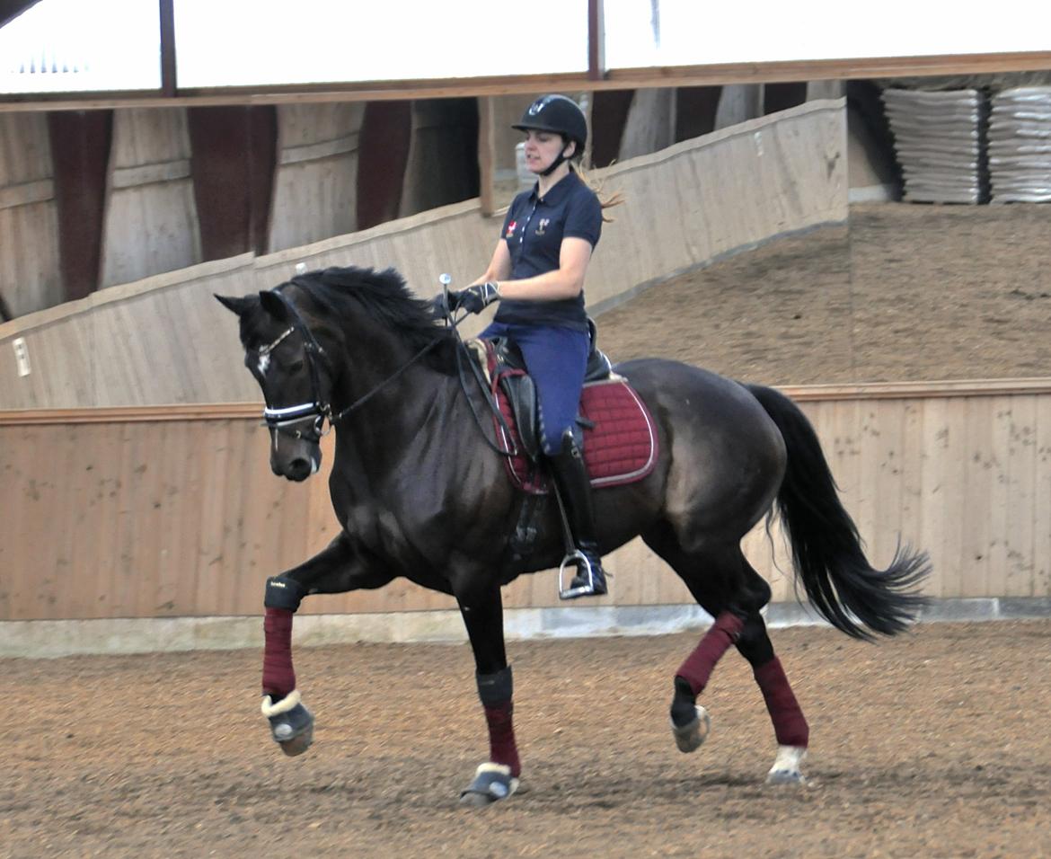 Dansk Varmblod Stenholt Amilla - Træning Juli 2014 billede 4