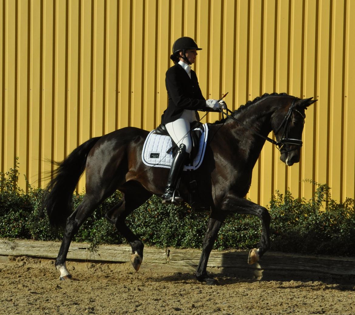 Dansk Varmblod Stenholt Amilla - Distriktsstævne Rideklubben Møllen september 2014 billede 14