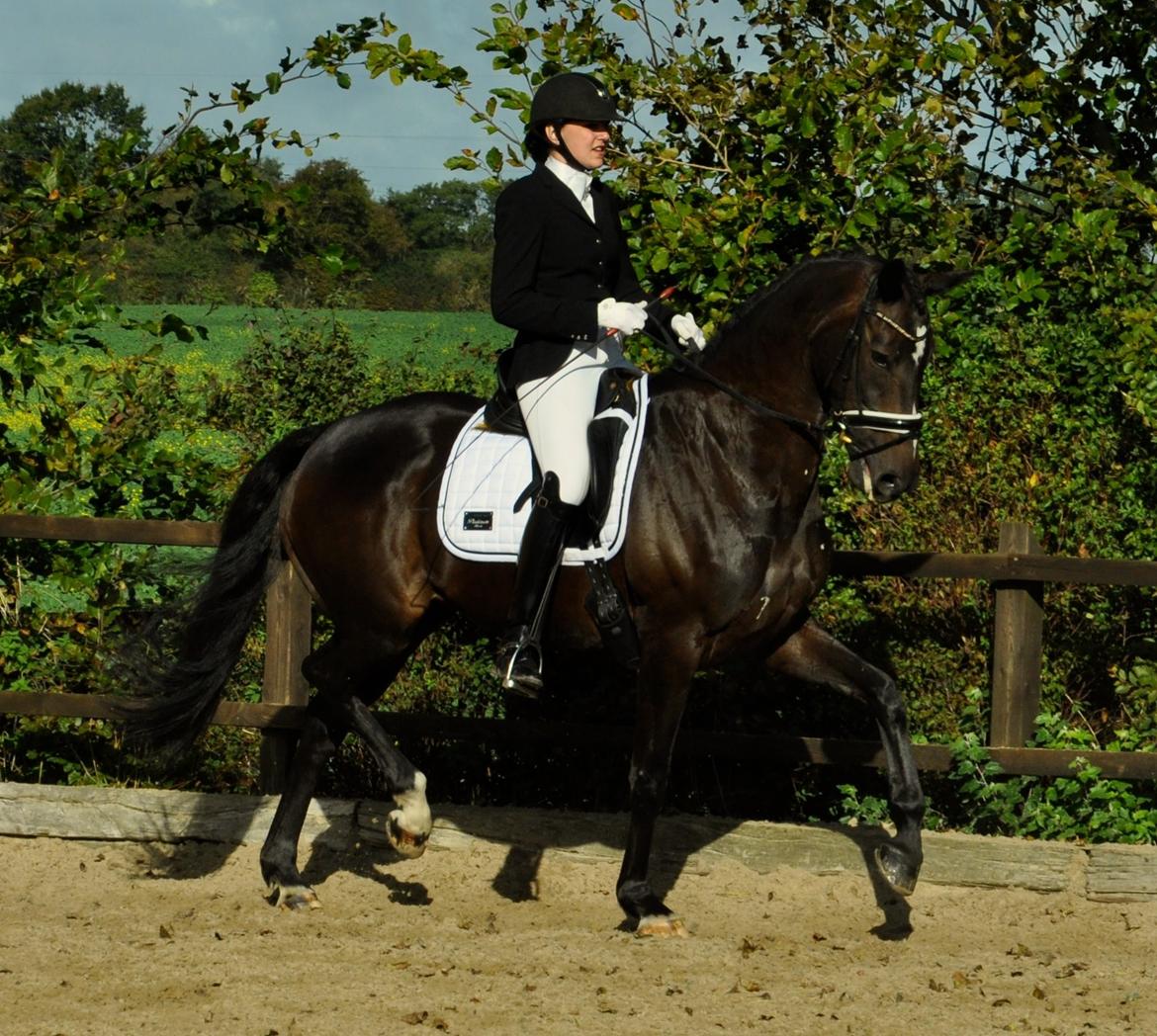 Dansk Varmblod Stenholt Amilla - Distriktsstævne Rideklubben Møllen September 2014 billede 18