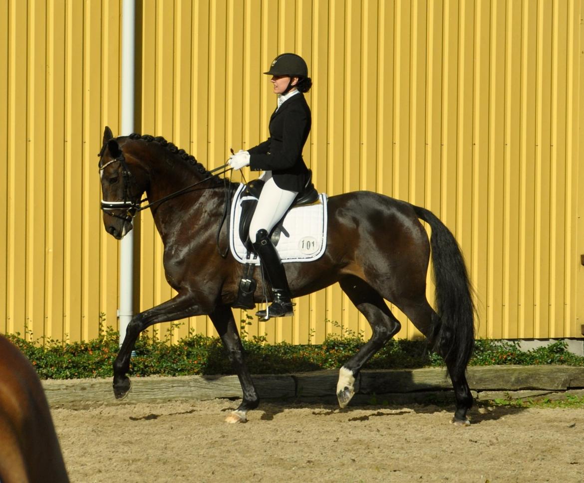 Dansk Varmblod Stenholt Amilla - Distriktsstævne Rideklubben Møllen - opvarmning September 2014 billede 12