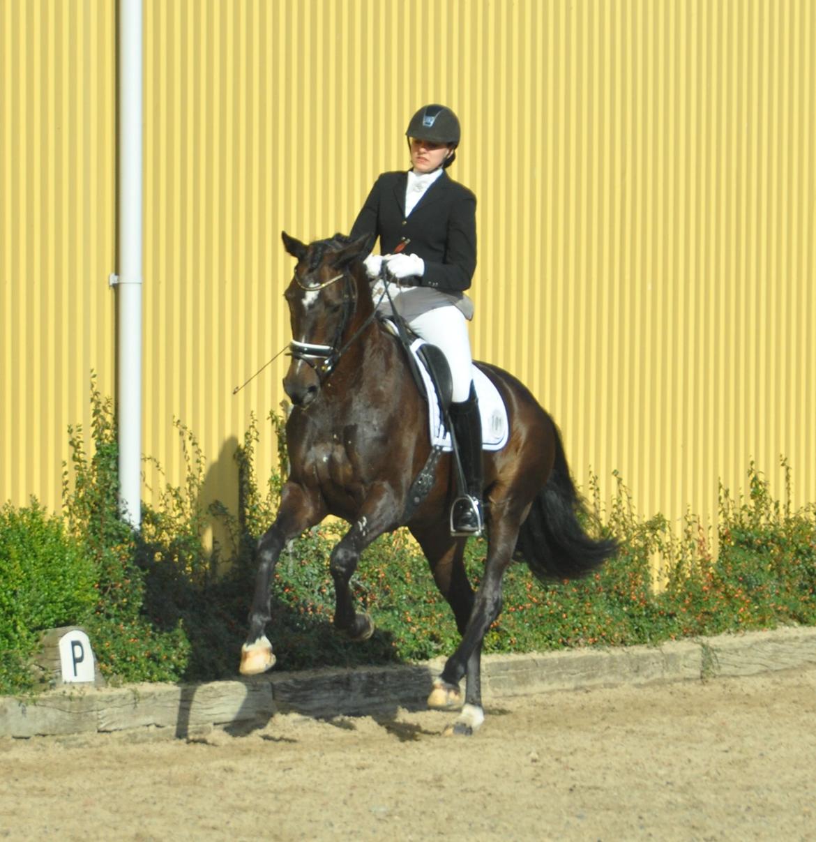 Dansk Varmblod Stenholt Amilla - Distriktsstævne Rideklubben Møllen Septemeber 2014 billede 16