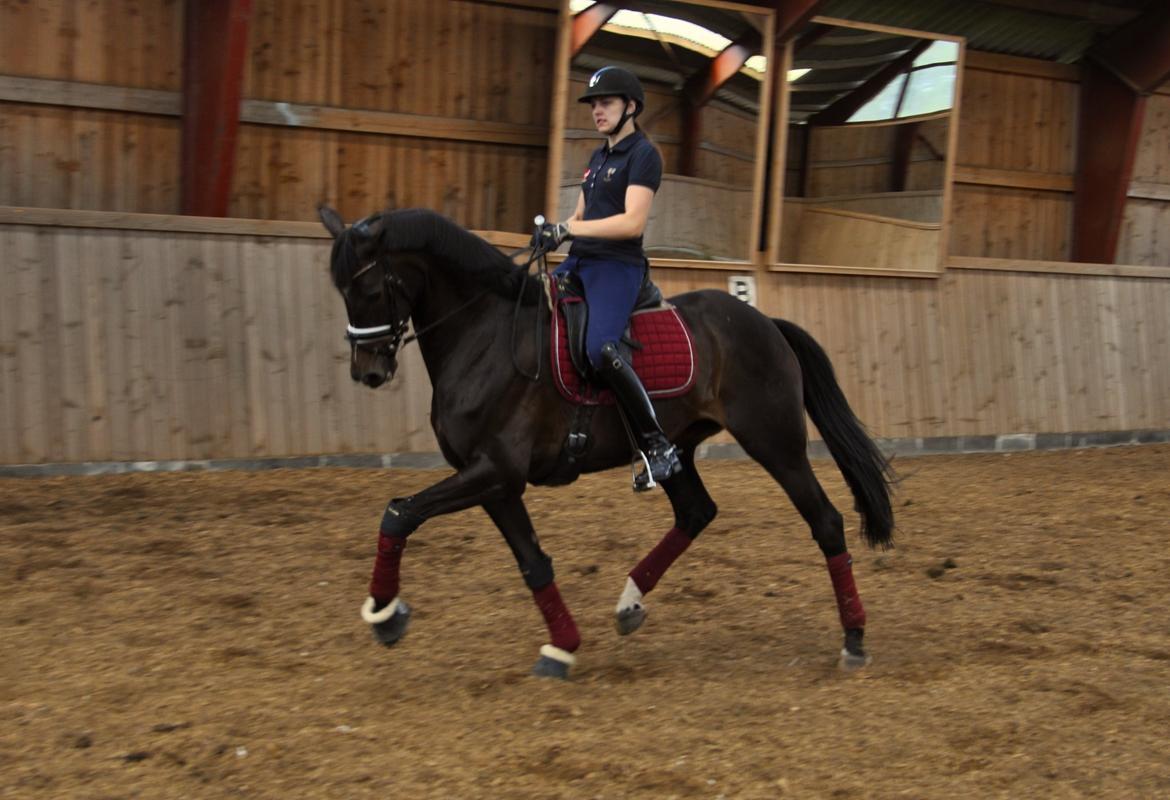 Dansk Varmblod Stenholt Amilla - Træning Juli 2014 billede 19