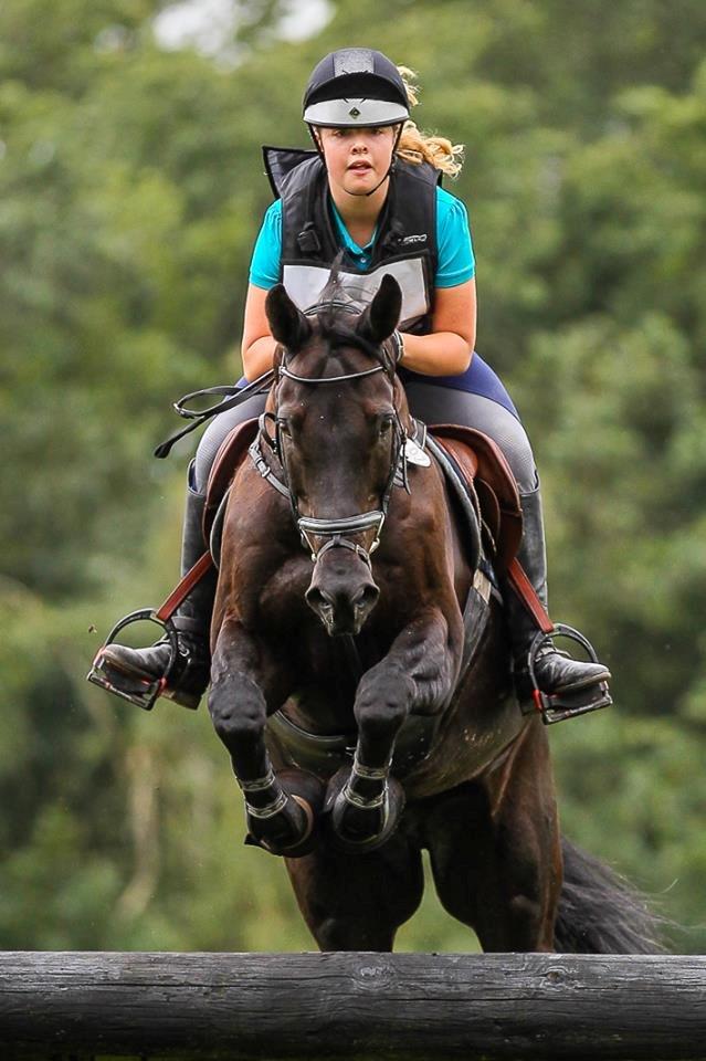 Dansk Varmblod MIni Copper billede 10