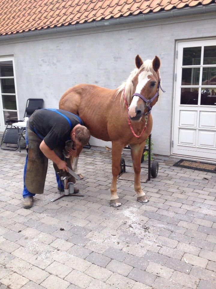 Palomino Savannah billede 13