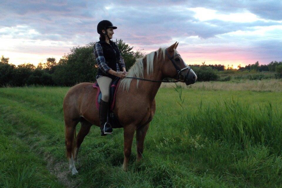Palomino Savannah billede 15