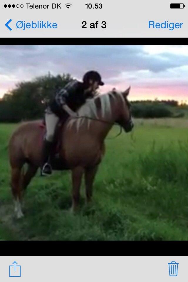 Palomino Savannah billede 16