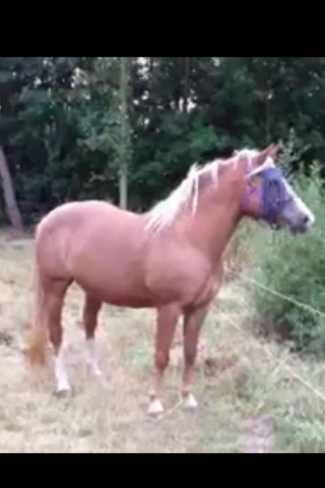 Palomino Savannah billede 19