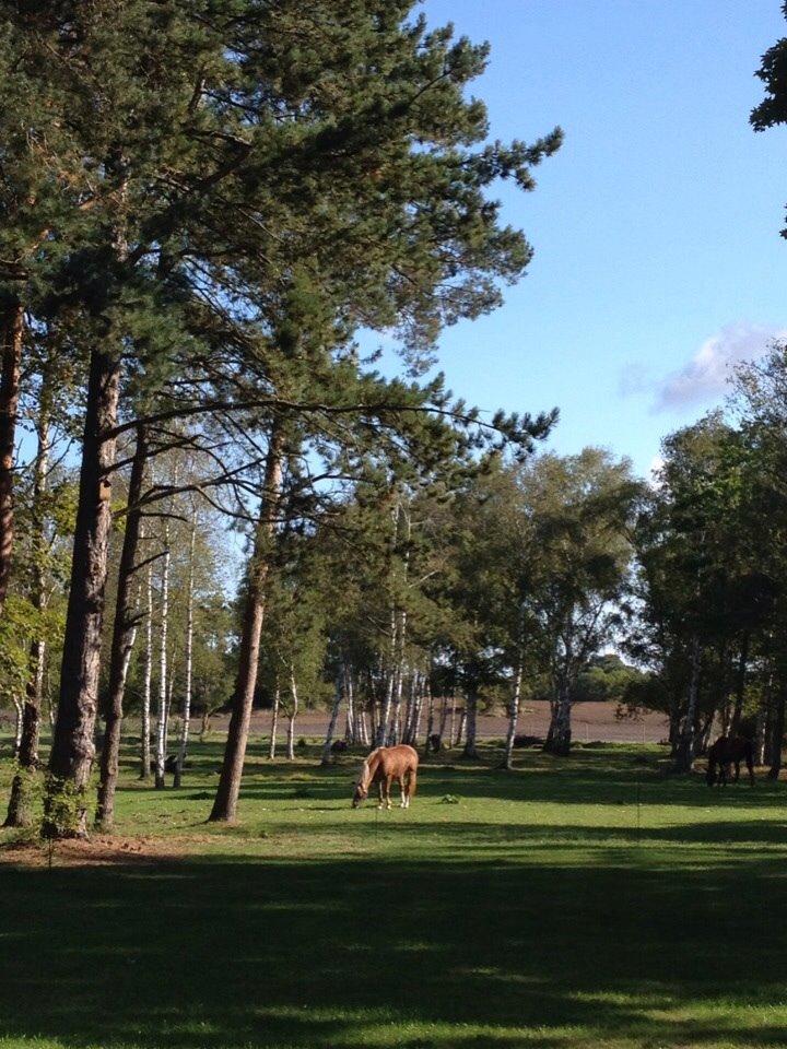 Palomino Savannah billede 18