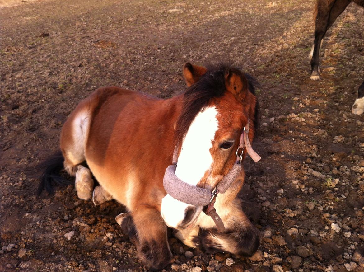 Welsh Pony (sec B) Lyngvejens Divas billede 8