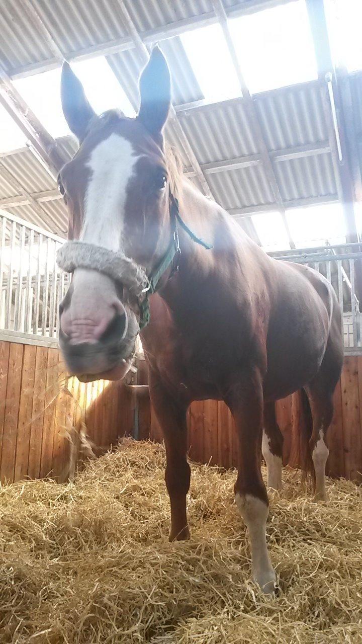 Dansk Varmblod Faberge billede 16