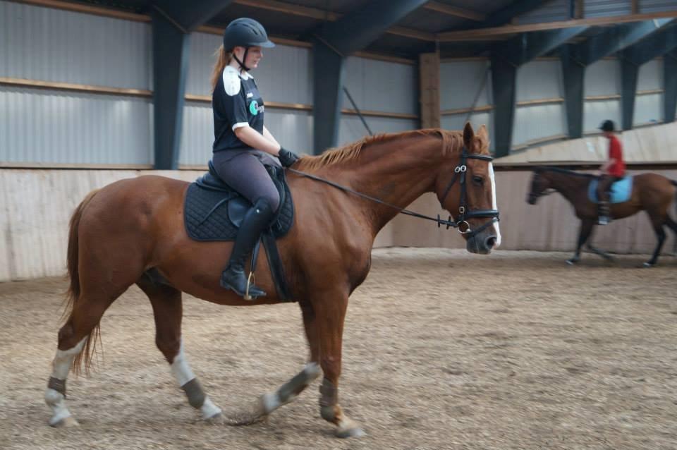 Dansk Varmblod Faberge - En af det første gange på ryggen af ham billede 8