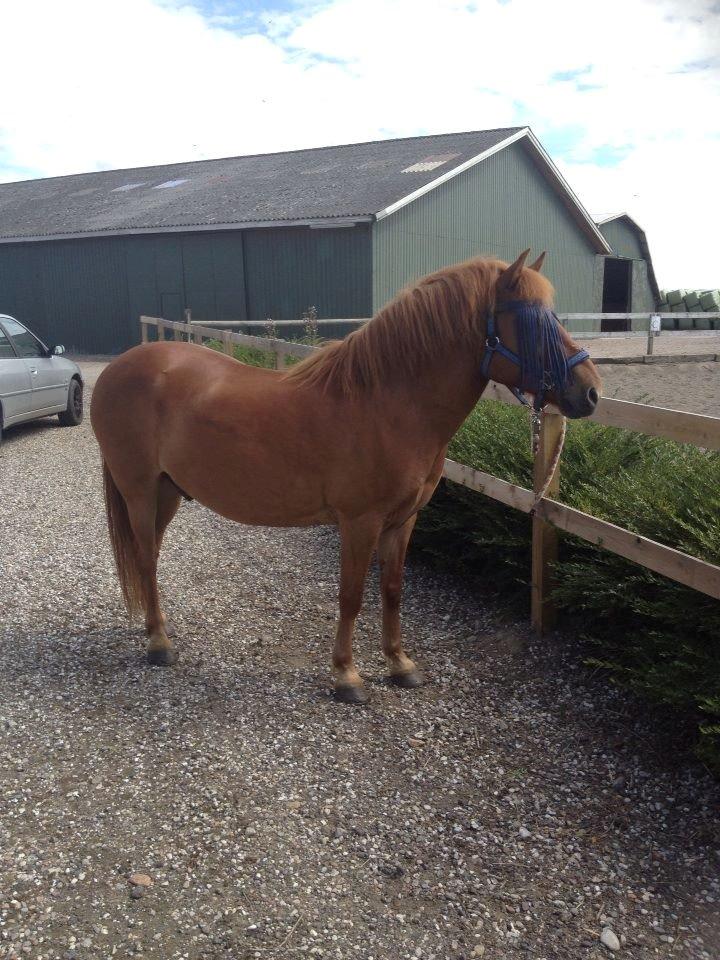 Gotlandsruss Jazzman billede 7