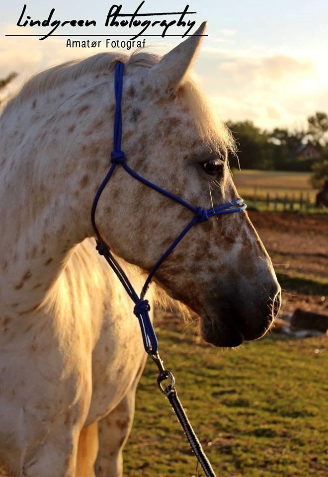 Knabstrupper Bailey - D. 14/7-2014 Foto:Emma billede 3