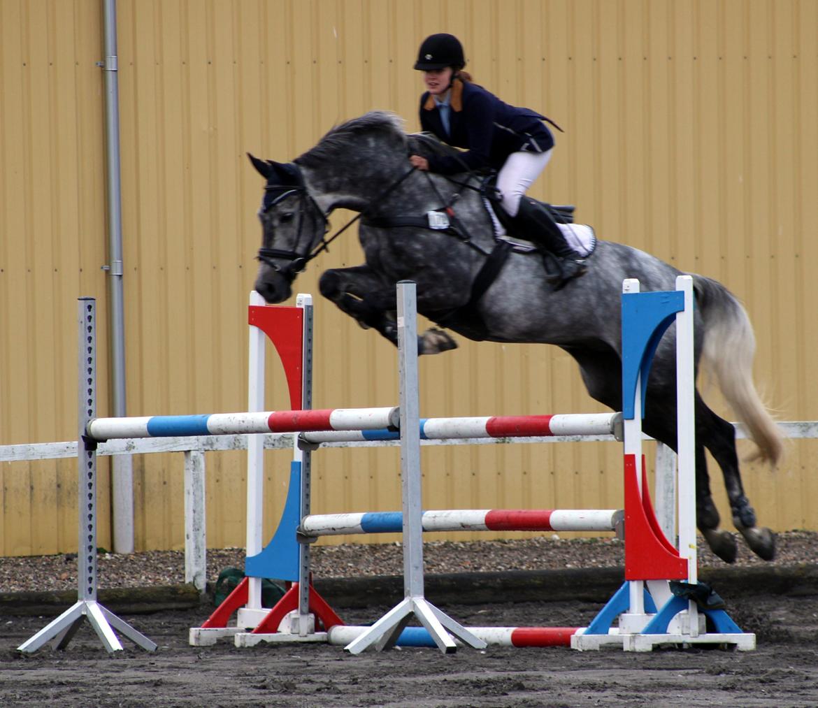 Dansk Varmblod LE-QUI'TO - LA billede 4