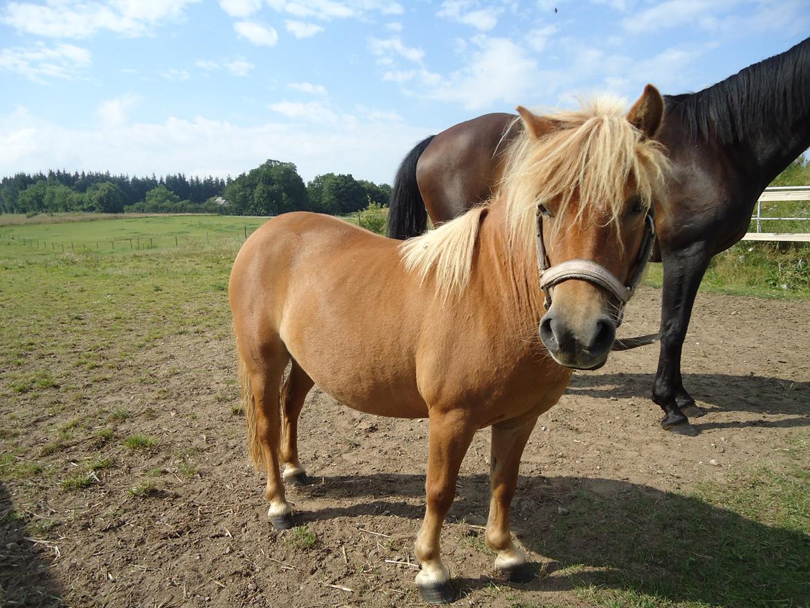 Shetlænder Søndergaards Mille billede 5