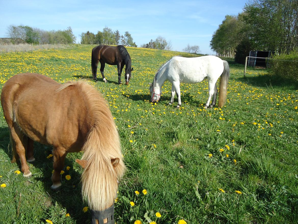 Shetlænder Søndergaards Mille billede 8
