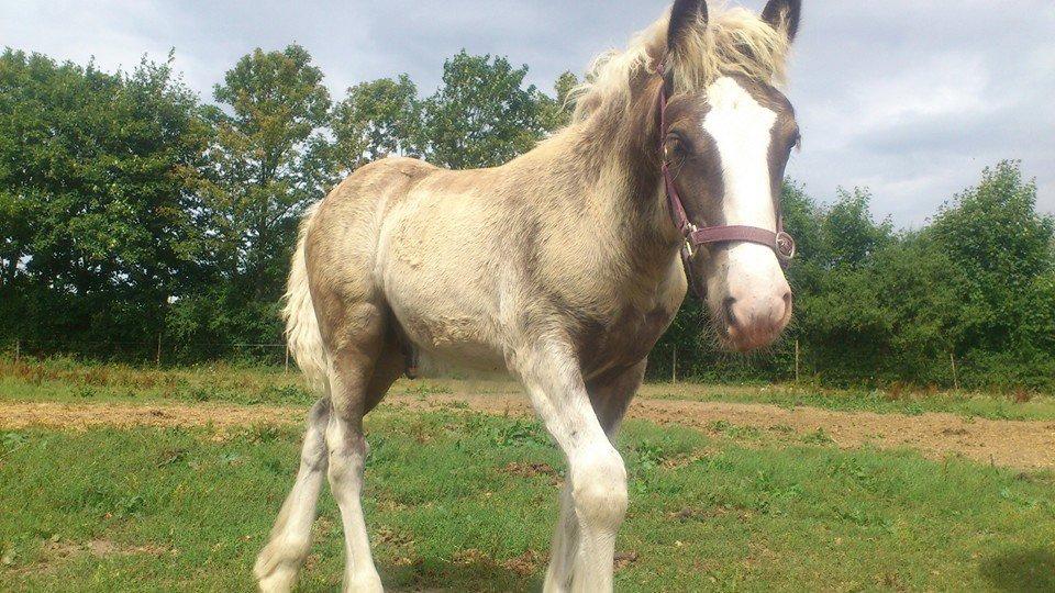 Irish Cob Royal Silver Of Romany Vanner billede 1