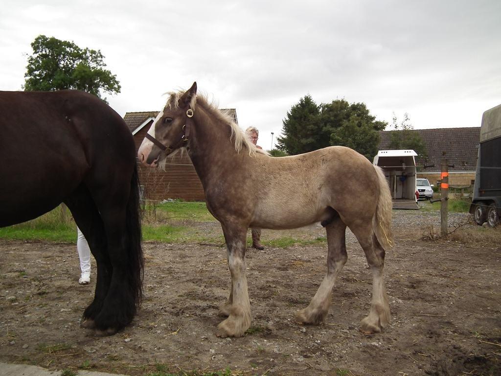 Irish Cob Royal Silver Of Romany Vanner billede 3