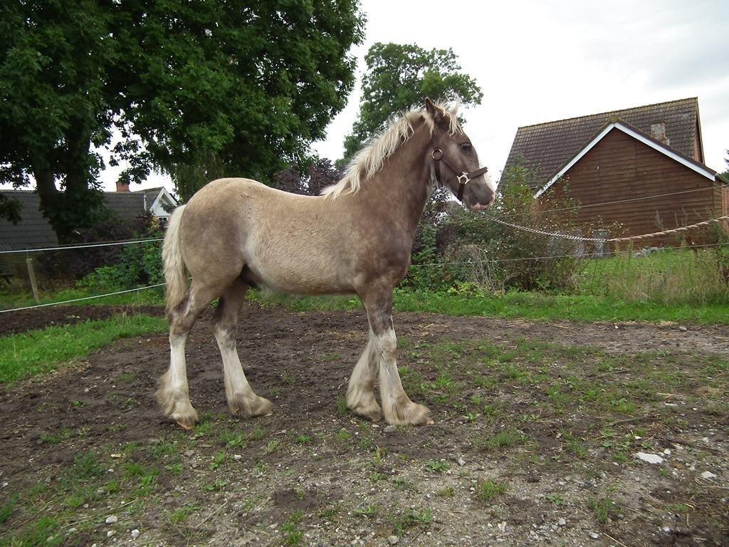 Irish Cob Royal Silver Of Romany Vanner billede 4