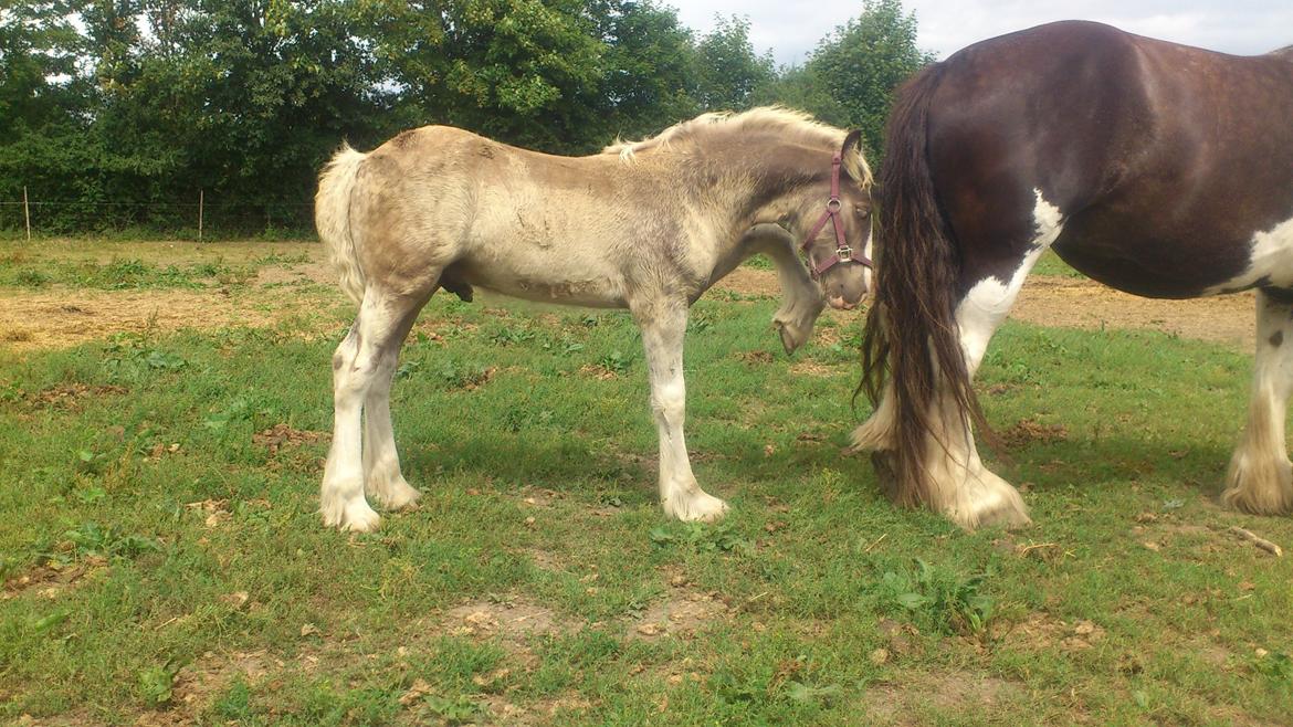 Irish Cob Royal Silver Of Romany Vanner billede 5