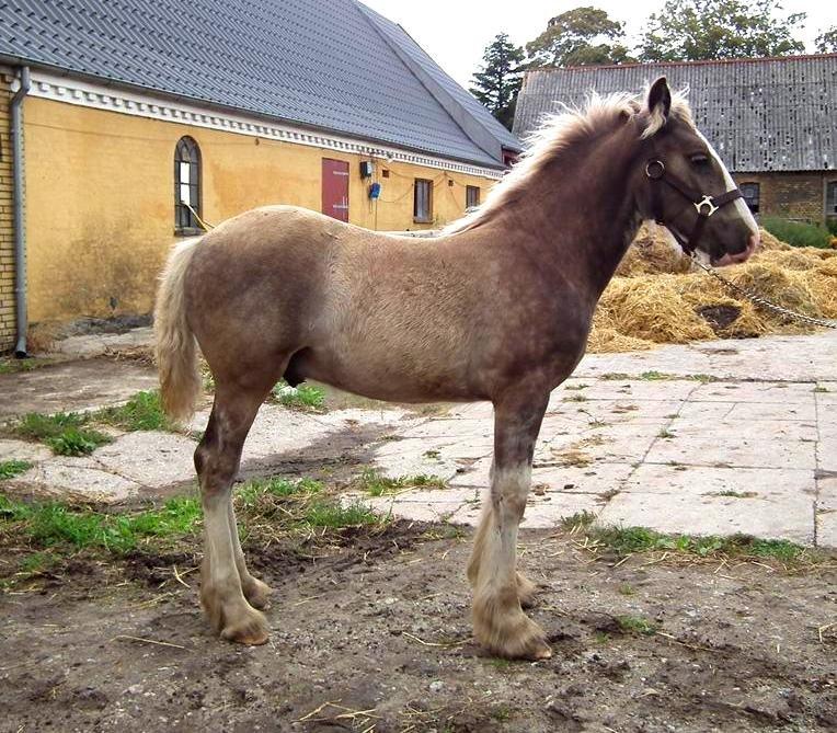 Irish Cob Royal Silver Of Romany Vanner billede 2