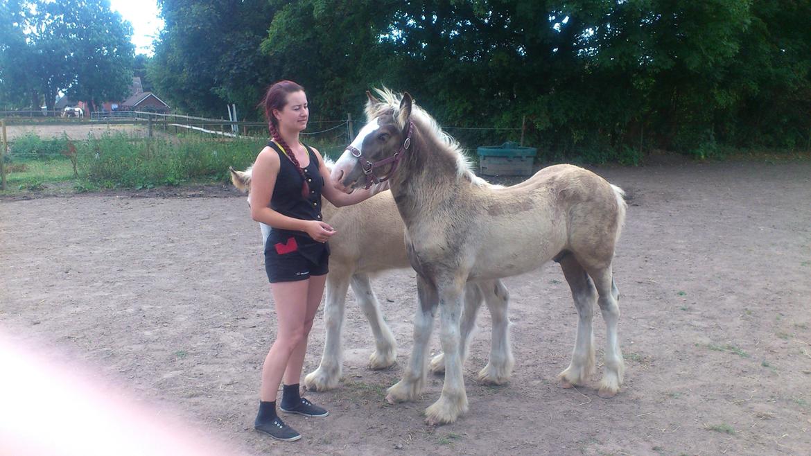 Irish Cob Royal Silver Of Romany Vanner billede 6