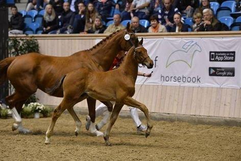 Dansk Varmblod Søgaards Bon Royal billede 34