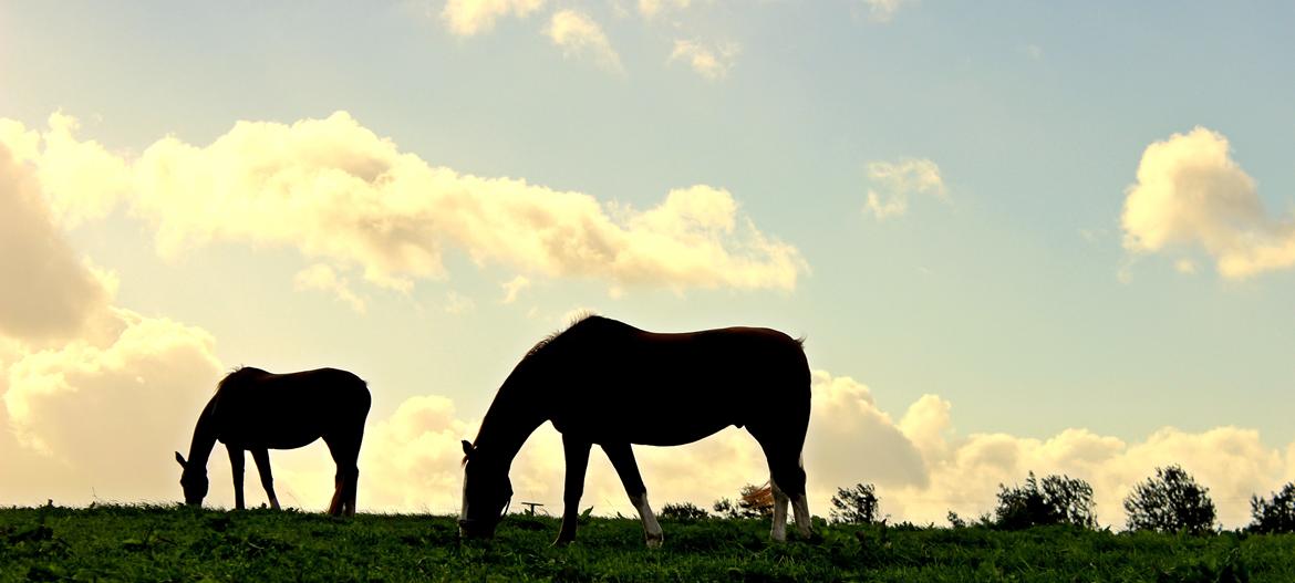 Dansk Varmblod Faberge - Beautiful billede 4