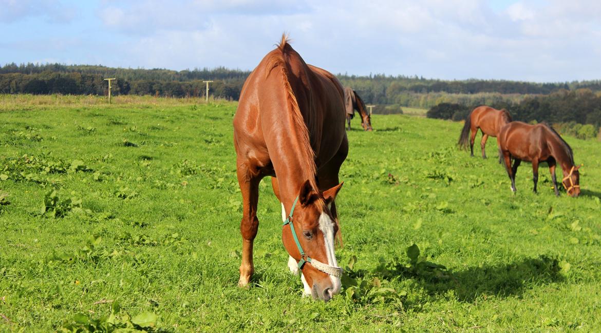Dansk Varmblod Faberge billede 7