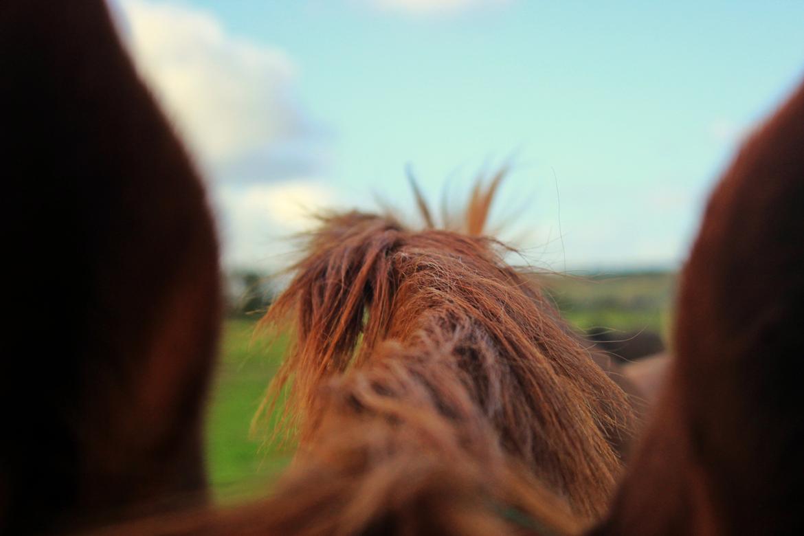 Dansk Varmblod Faberge billede 5