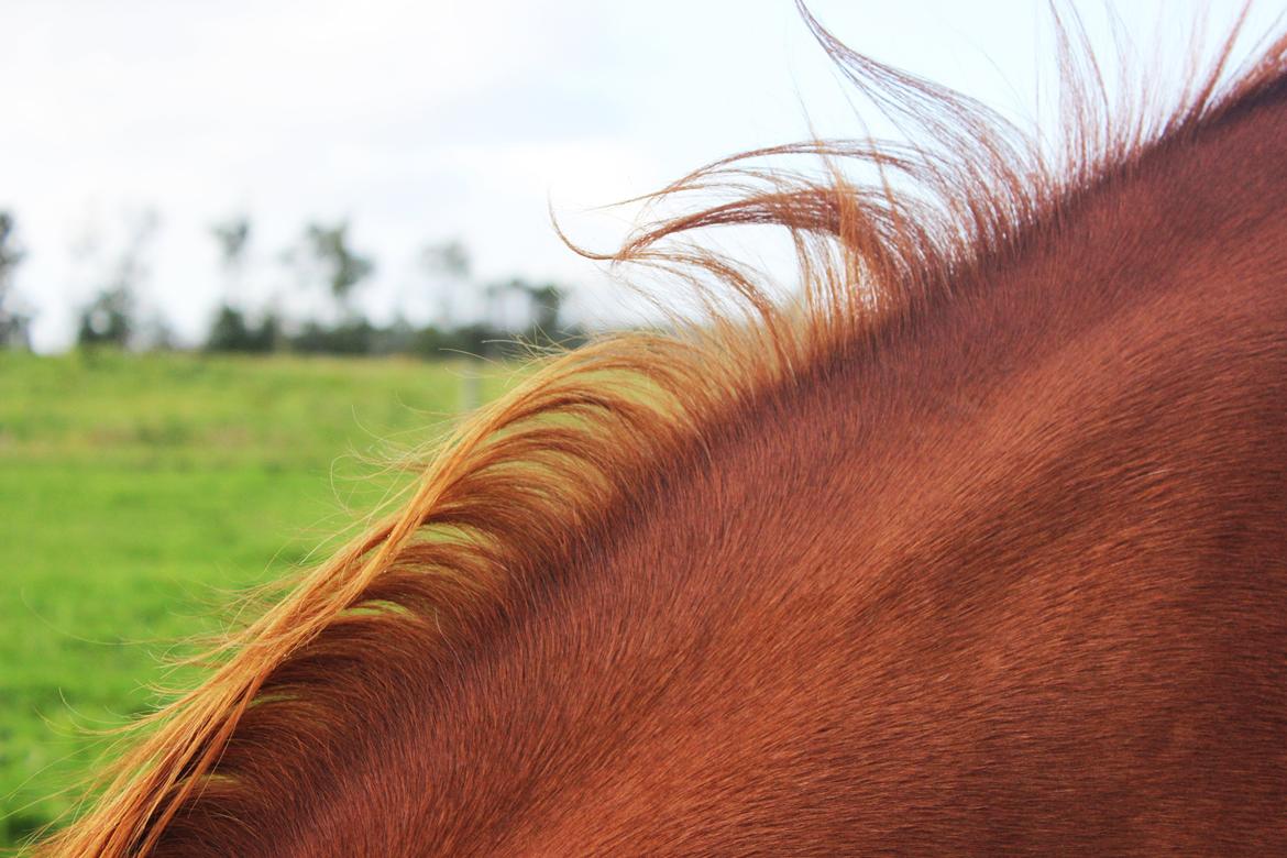 Dansk Varmblod Faberge billede 13